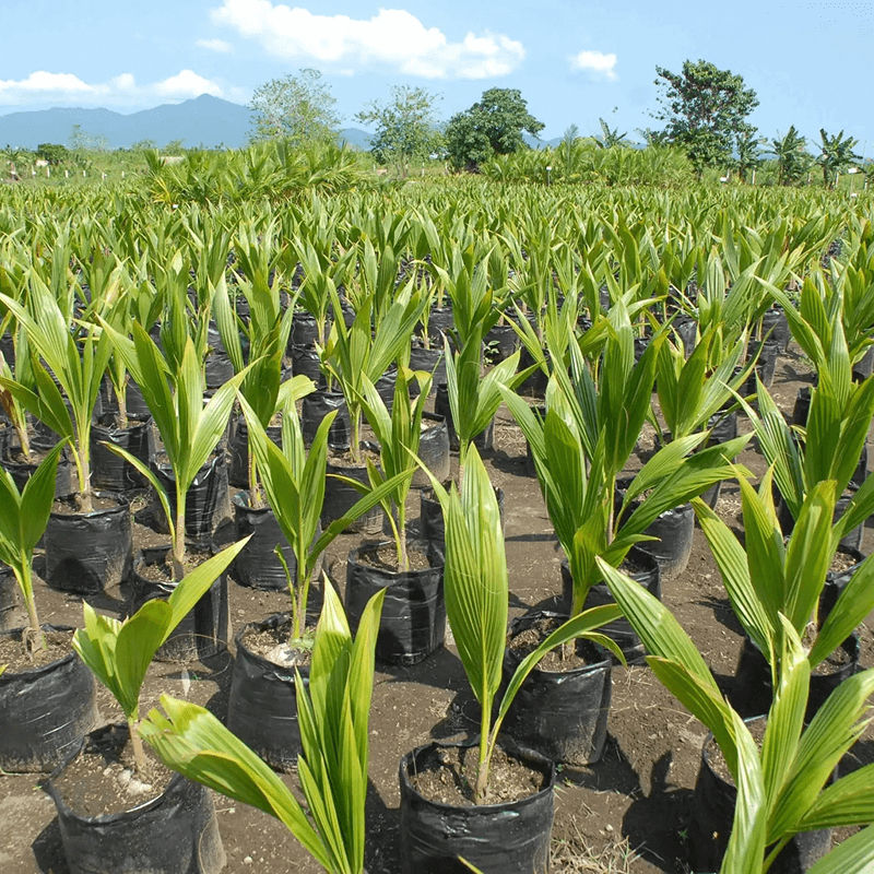 Manufacturing Facility 4